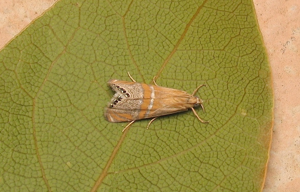 Identificazione falena 32